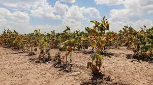 Sequía en Santa Fe 1