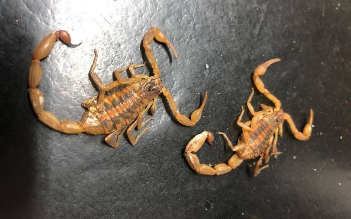 -picadura-de-alacranes