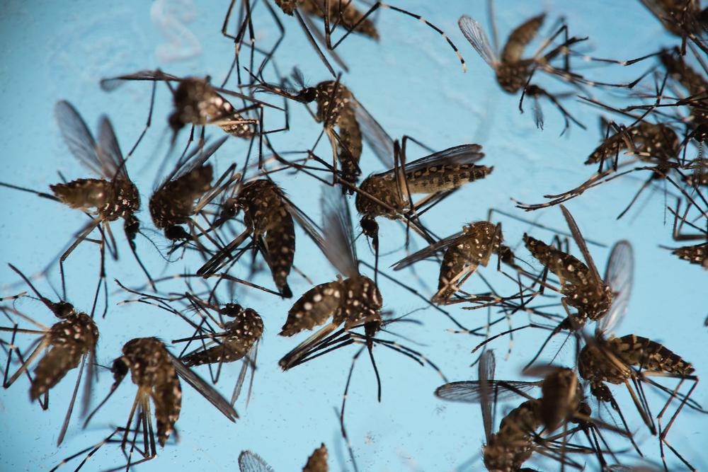 mosquito-aedes-aegypti