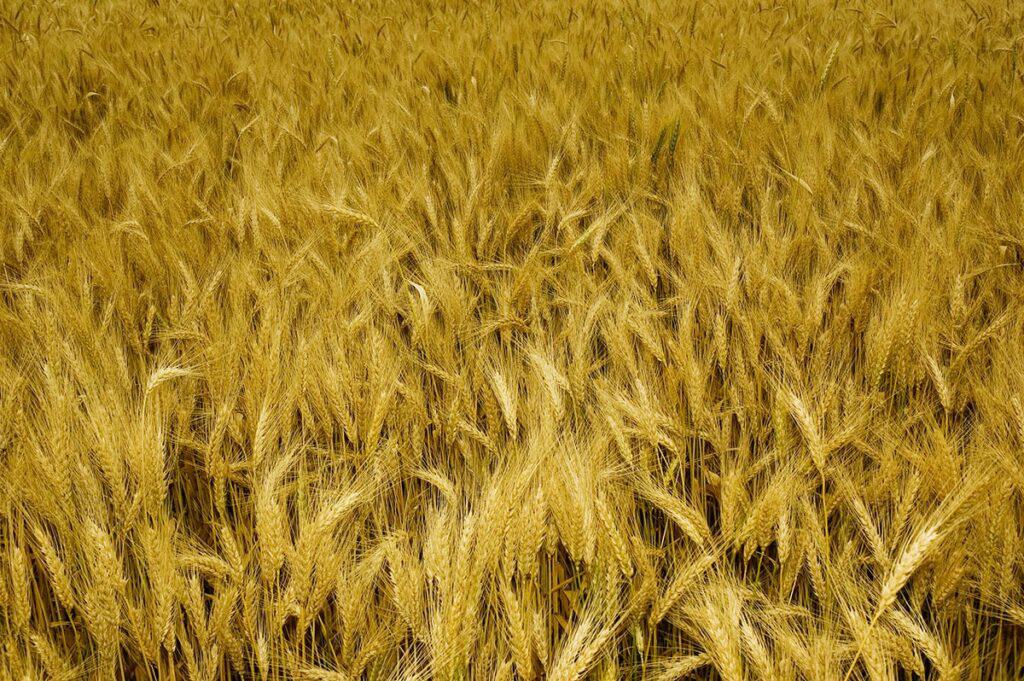 01CC5305-CAAB-46CF-AB16-C7CE6DA78CDE-1024x681