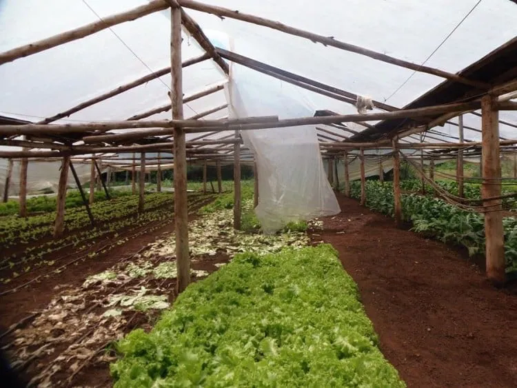 Familias Hortícolas 2