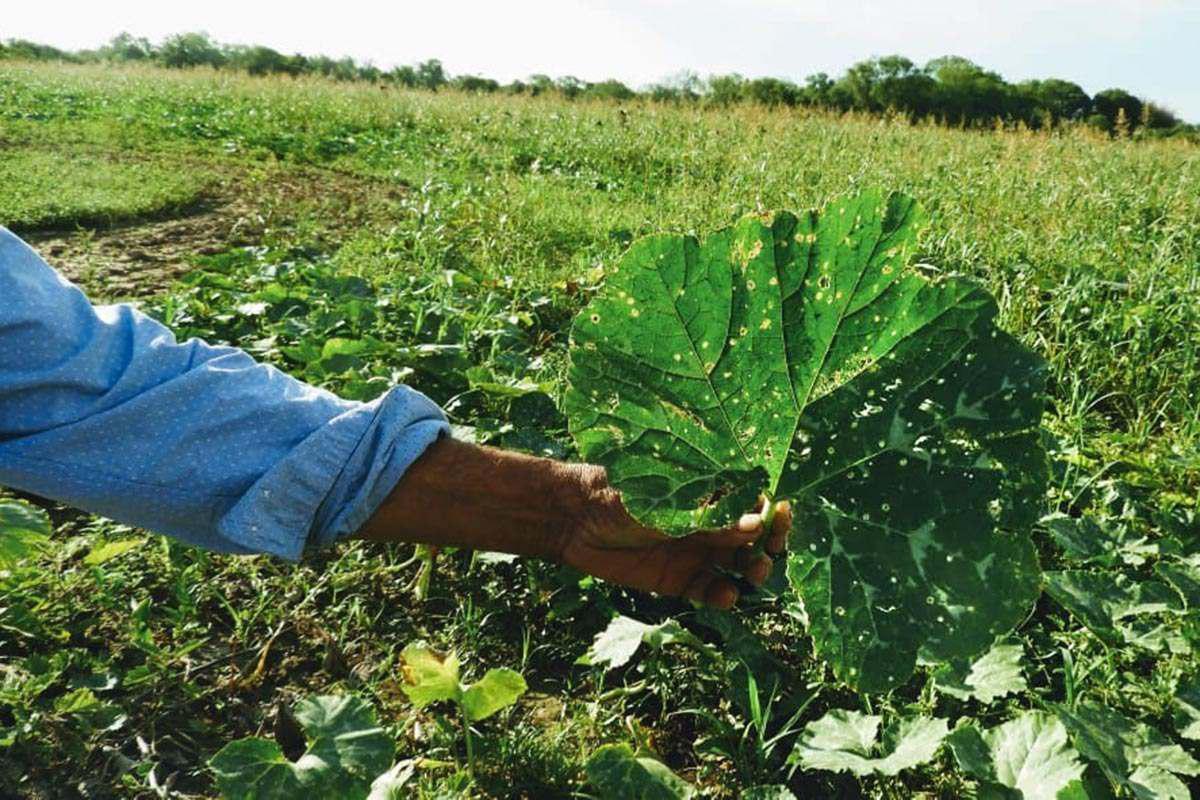 fumigaciones-roca-chaco-01