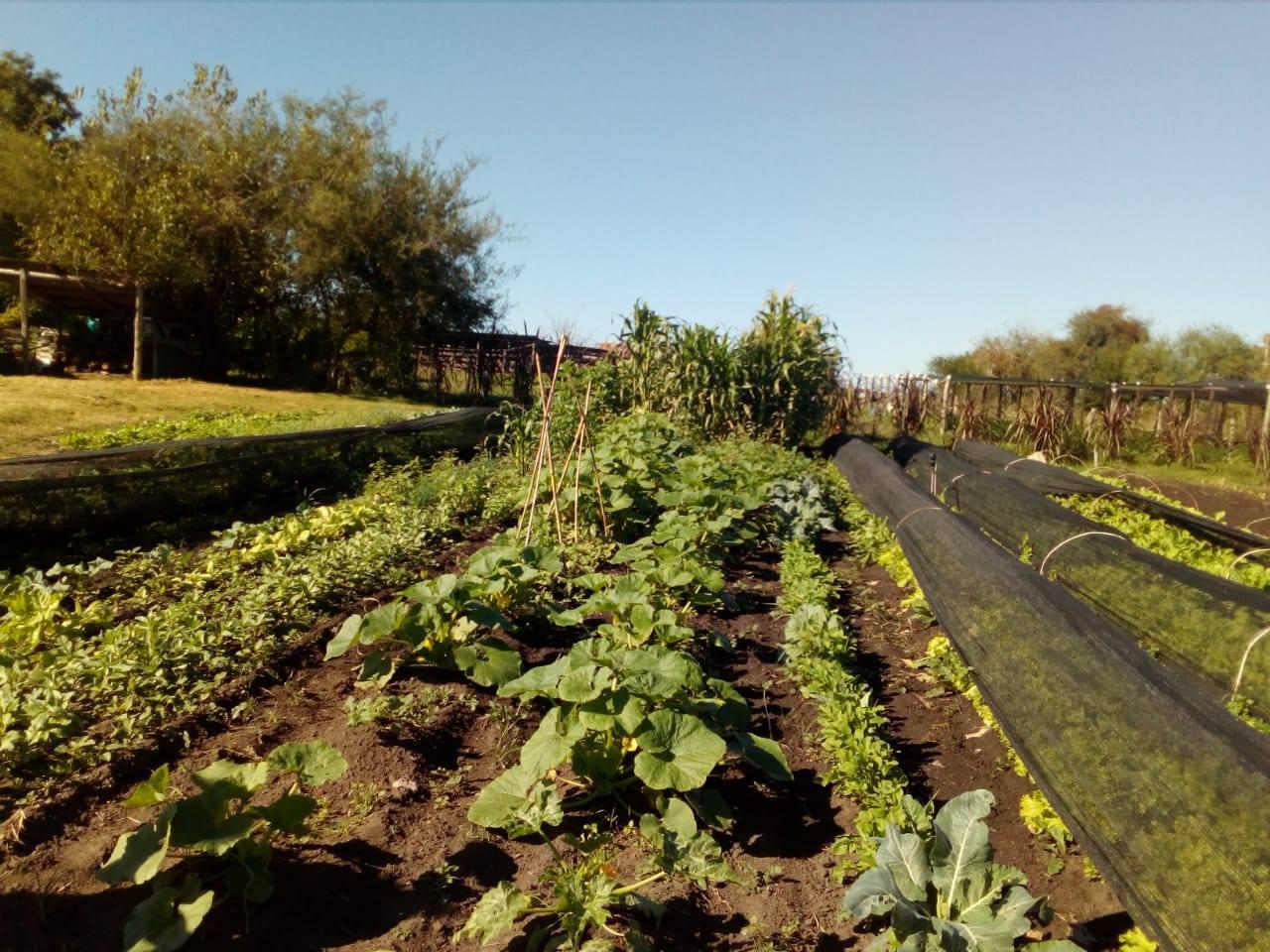 huerta_agroecologica