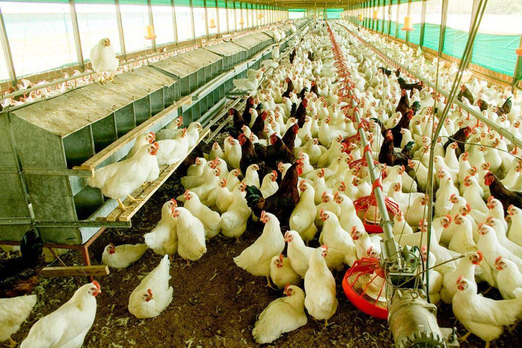 precio-alimentos-pollo-04-1024x683