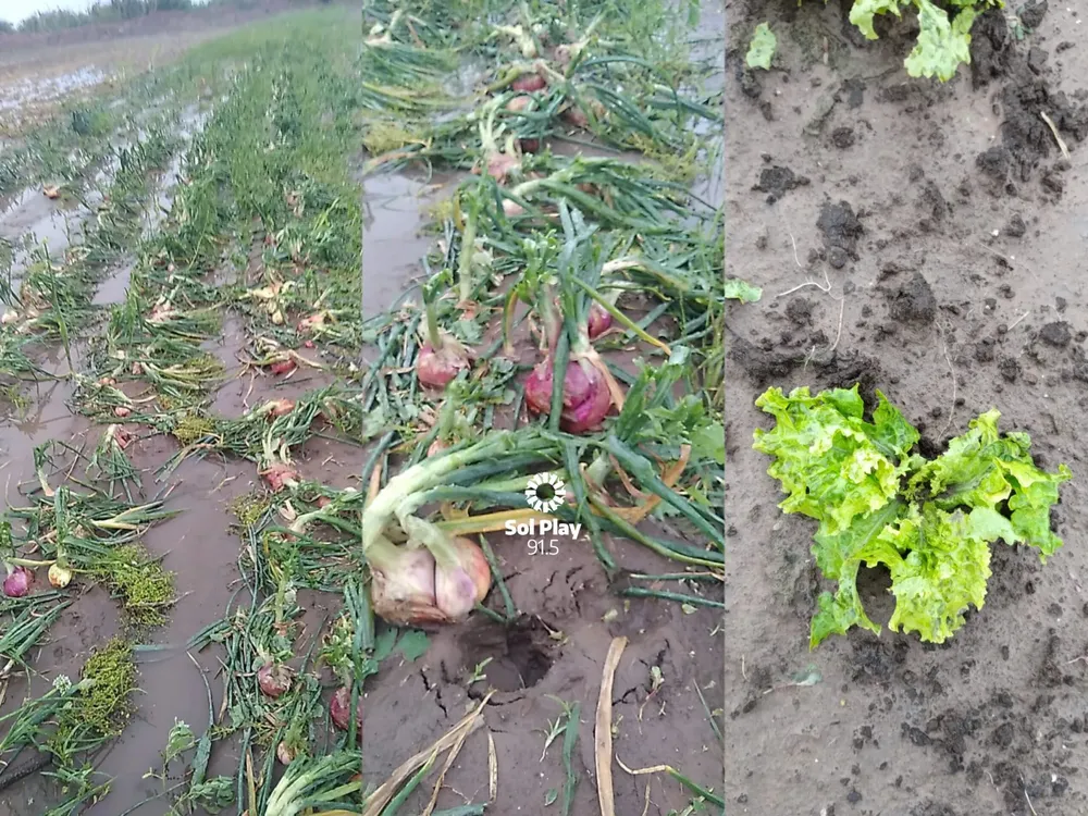 Lluvias afectan producciones agricolas 1