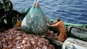 Pesca en Crisis