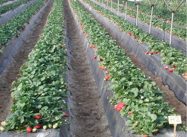 487_3_tratamientos_dmds_cloropicrina