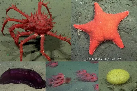 Expedición científica conicet 1