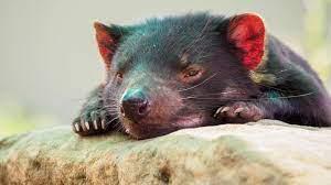 Deminios de Tasmania