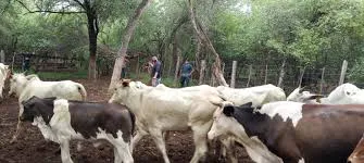 Bolivia Fiebre Aftosa