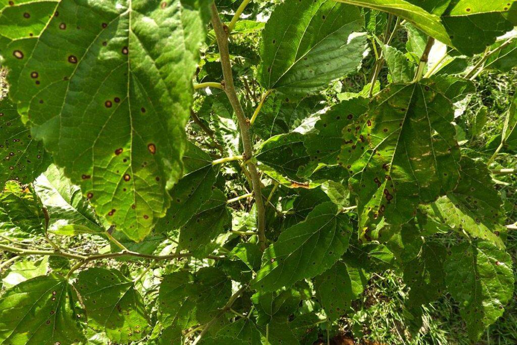 fumigaciones-chaco-roca-02-1024x683