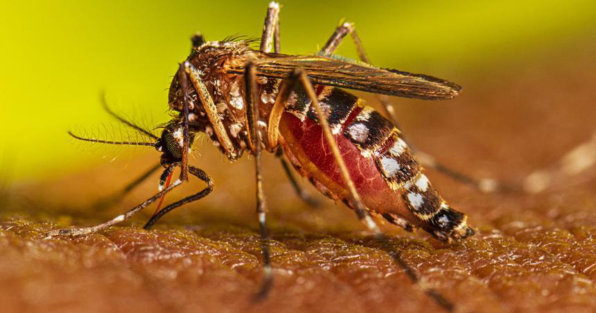Dengue 1