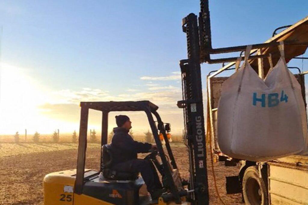 brasil-aprueba-trigo-hb1-2-1024x684