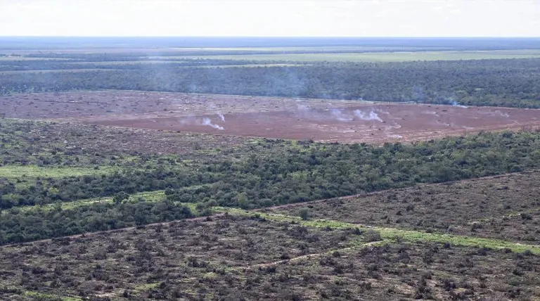 20250131-Deforestacion