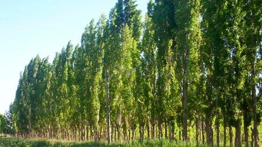 Barrear forestal