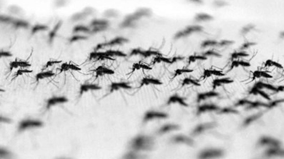 los-motivos-que-favorecieron-la-invasion-los-mosquitos-estan-relacionados-directamente-las-condiciones-climaticas-que-se-dieron-santa-fe-y-zona-las-ultimas-semanas