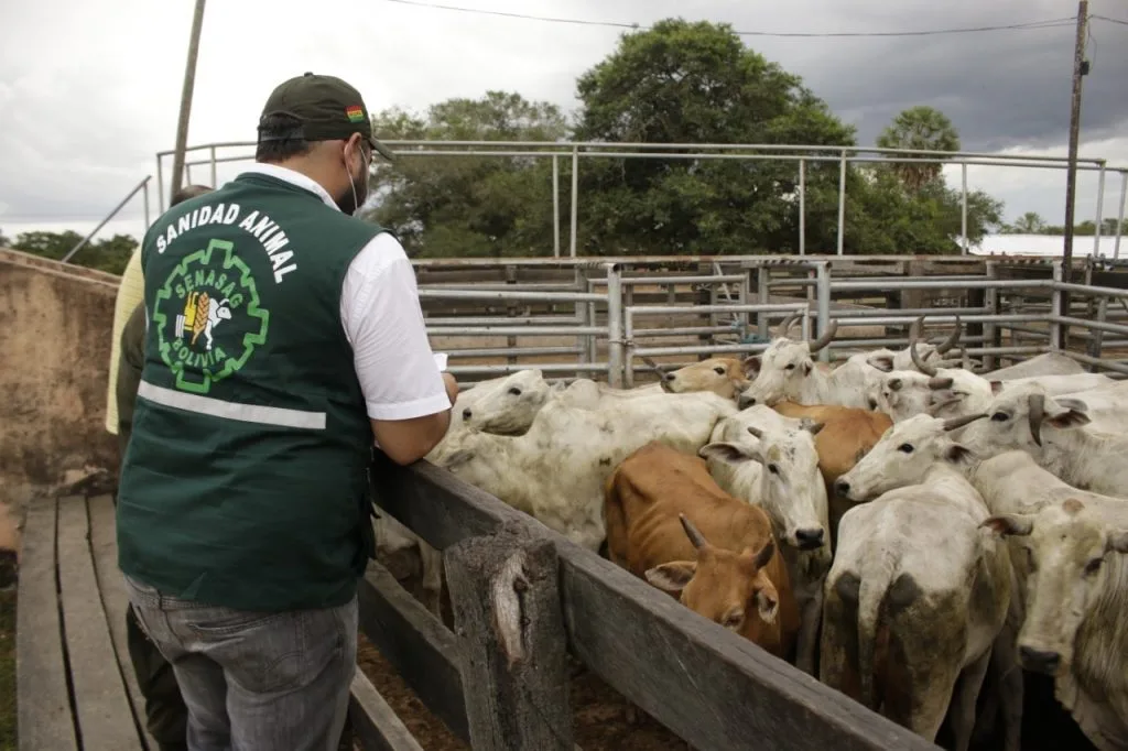 Bolivia Fiebre Aftosa1