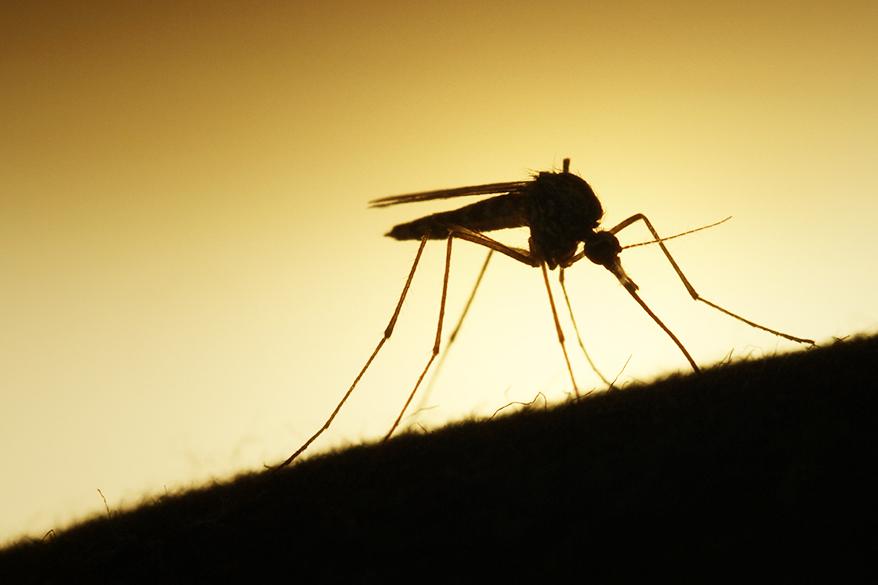 Dengue 7