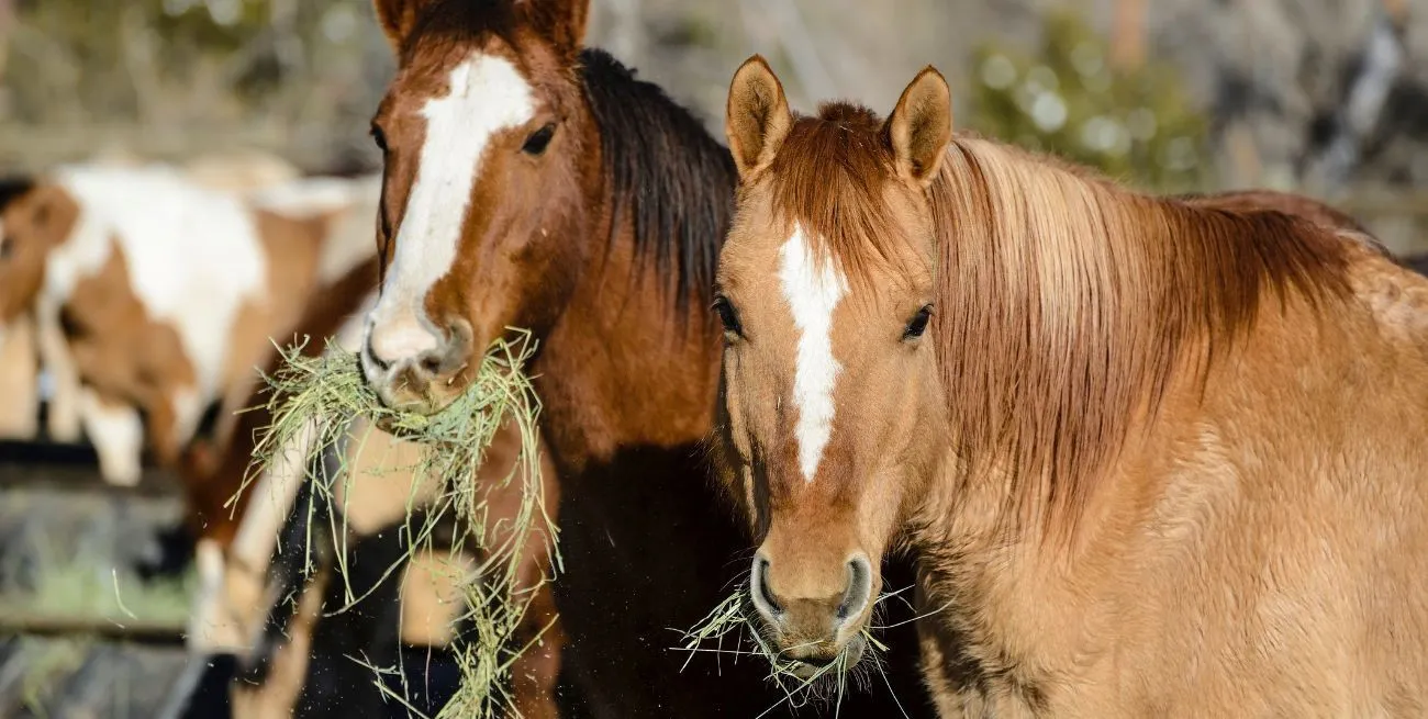 Encefalitis equina