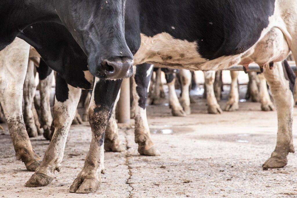 precio-de-la-leche-0016-1024x683