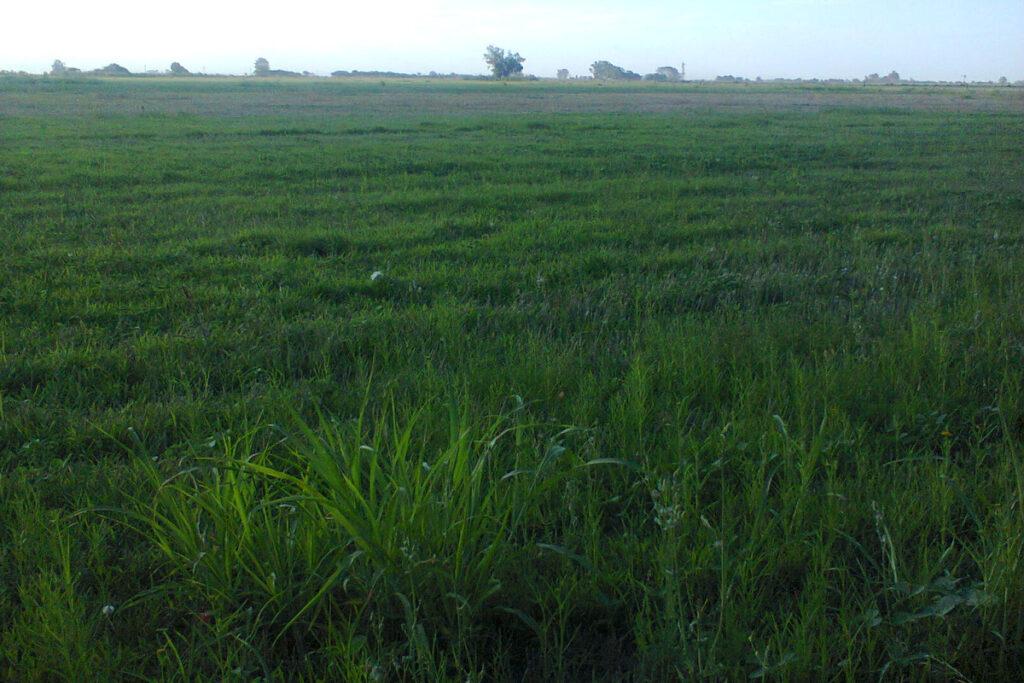 Veto-01Rafaela-ordenanza-fumigaciones-fallo-judicial-favorable-Zenon-pereyra-1024x683