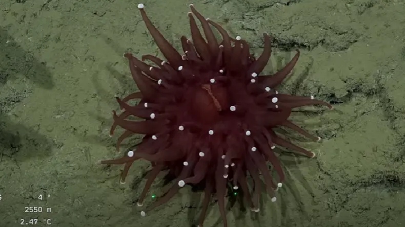 fauna-marina-mar-del-plata