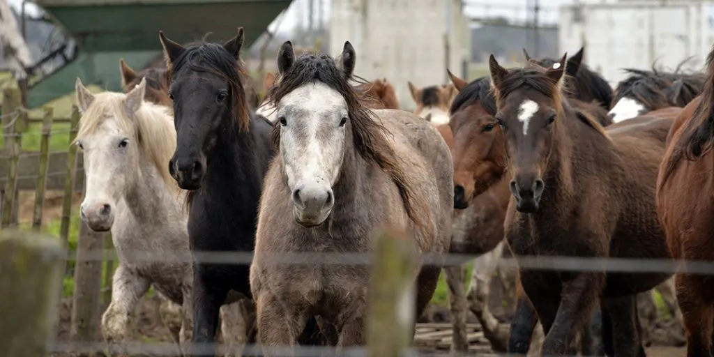 caballos-para-faena