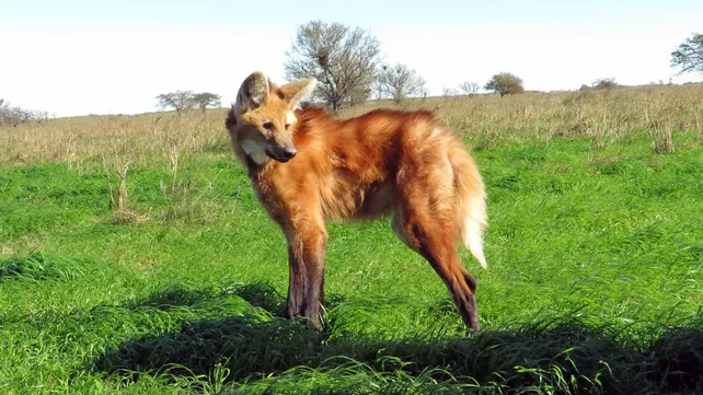 2019-06-26-aguara-guazujpg