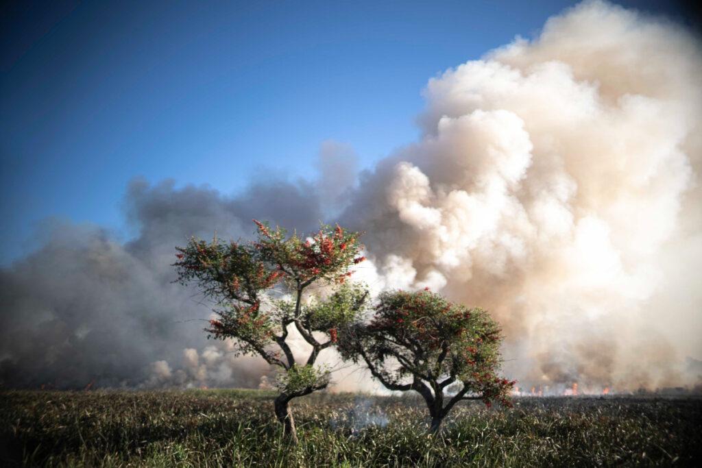 incendio-humedales03-1024x683