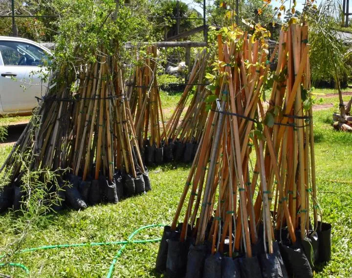 Se plantaron árboles en Ricón