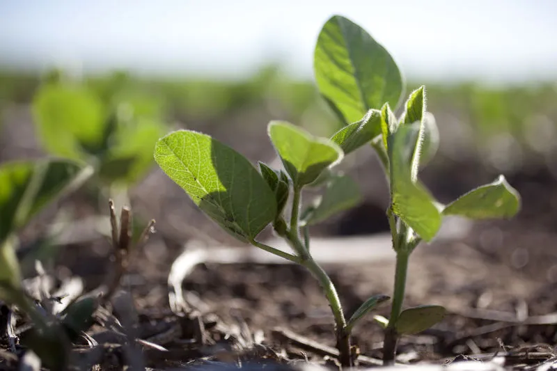 soja-el-cultivo-que-mas-fitoestimulantes-incorporo
