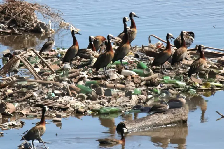 Plasticos-en-el-rio.-Ateneos-en-el-Museo-Ameghino-768x512