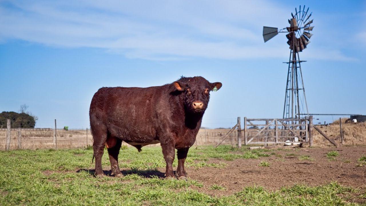 acordaron-los-certificados-para-la-exportacion-de-semen-de-toros-y-embriones-de-ganado-mayor-757472
