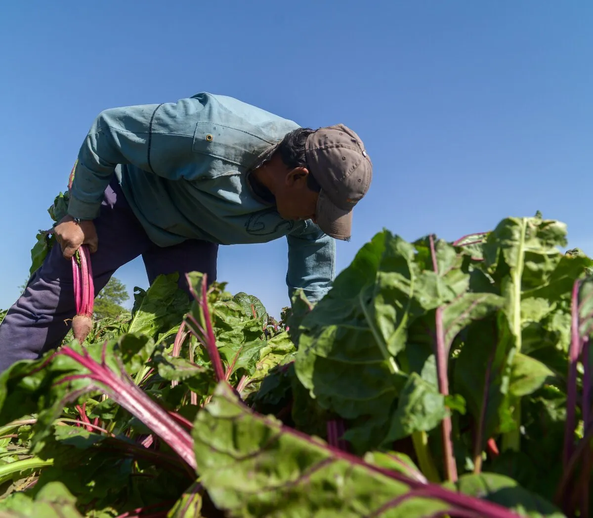 Instituto Nacional de la Agricultura Familiar Campesina e Indígena 2