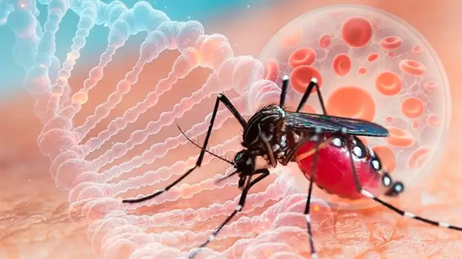 chikungunya-virus-05082025-2074822